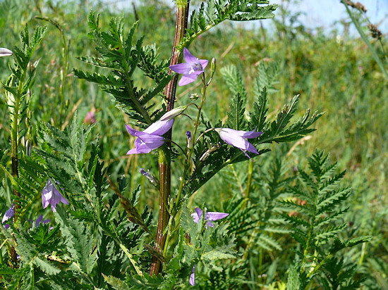 Wiesen-Glockenblume