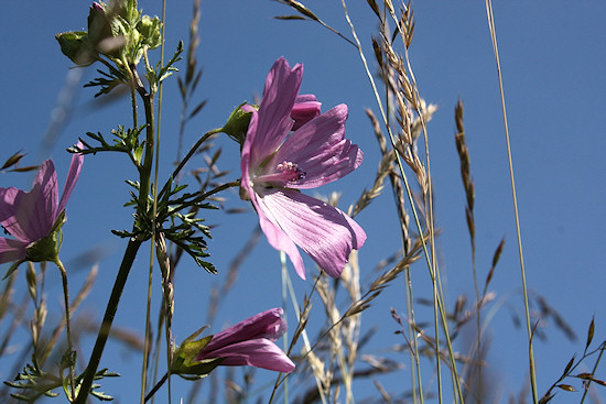 Moschus-Malve