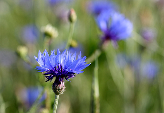 Kornblume
