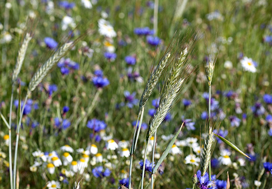 Frhsommerliche Kornblumenwiese