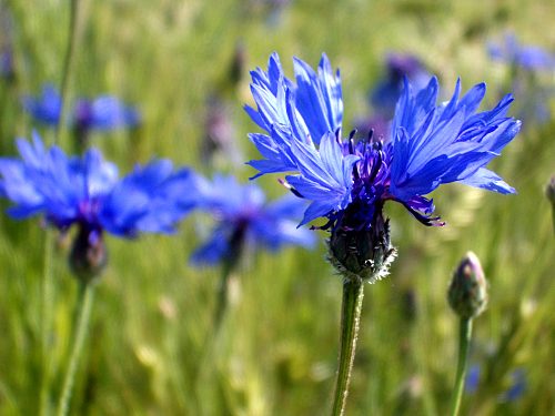 Kornblume - Nahaufnahme