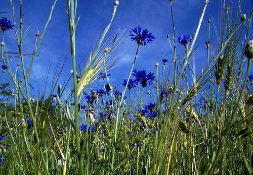 Kornblumen vor blauem Himmel