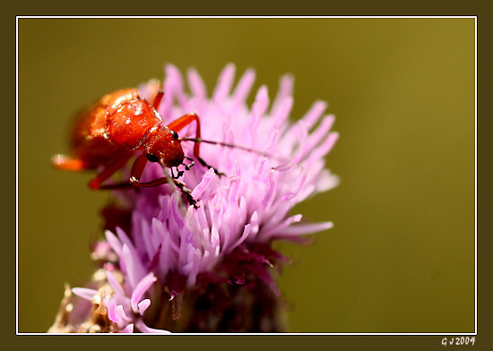Roter Weichkfer