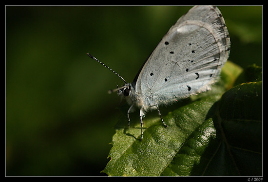 Faulbaumbluling (Celastrina argiolus)