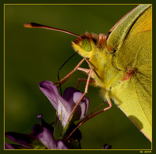 Hufeisenklee-Gelbling oder Sdliche Heufalter (Colias alfacariensis)