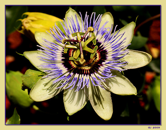 Passionsblume