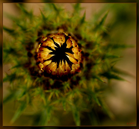 Distel