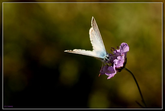 Bluling auf Acker-Witwenblume