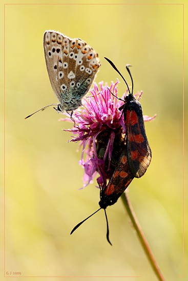 Fnffleck-Widderchen bei der Paarung mit Bluling als Zuschauer