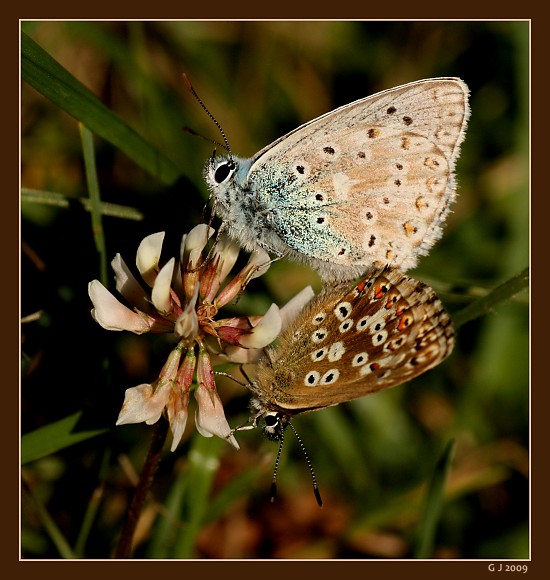 Blulinge bei der Paarung