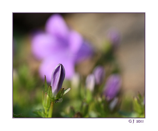 Glockenblume