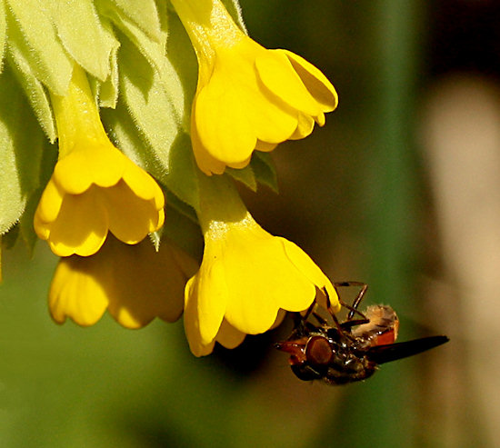 Echte Schlsselblume