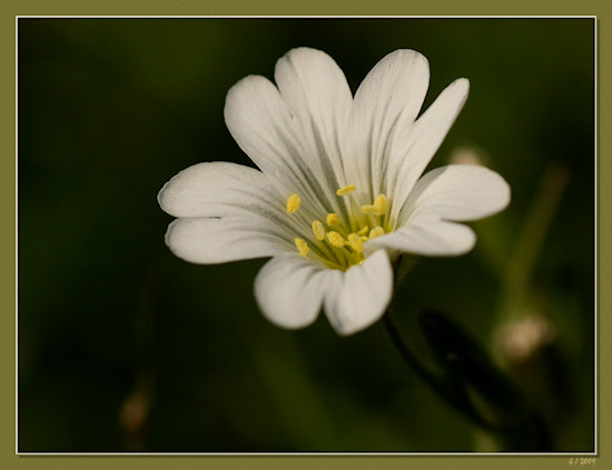 Sternmiere