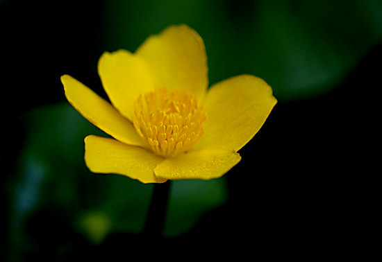 Sumpfdotterblume