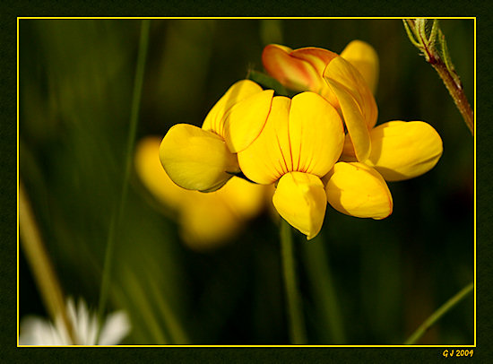 Gemeiner Hornklee