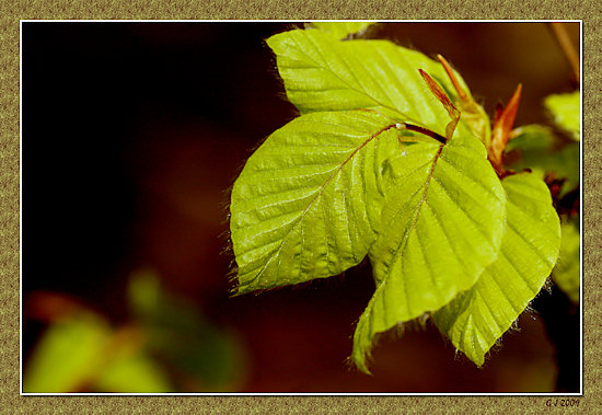 Junges Buchenlaub im Frhling