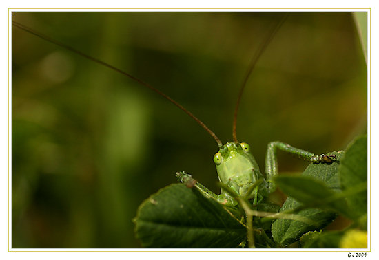 Grashpfer