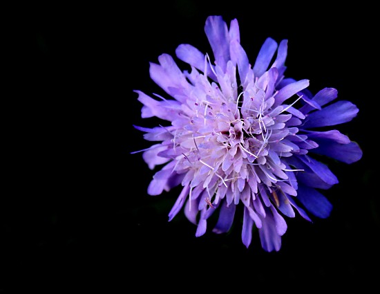 Acker-Witwenblume