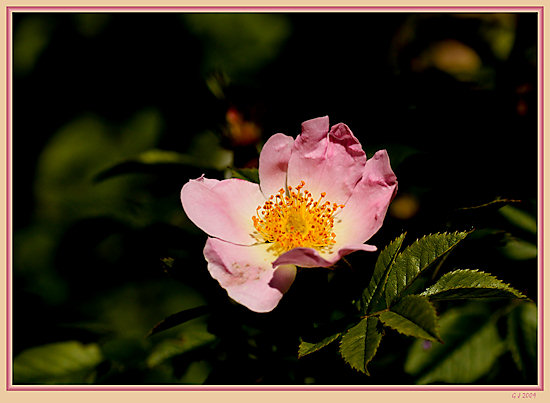 Heckenrose