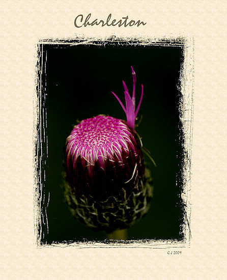 Distel