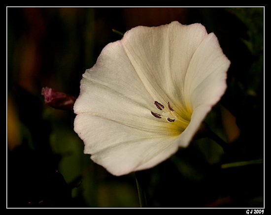 Ackerwinde