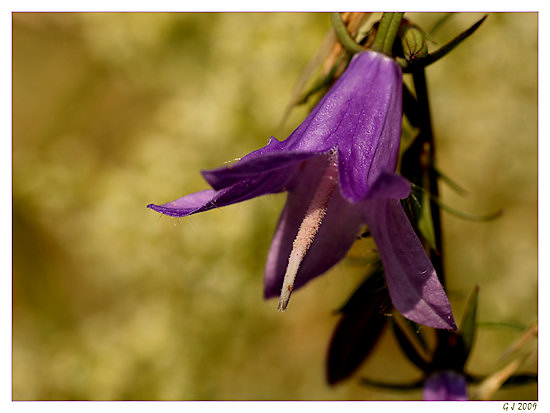 Wiesen-Glockenblume