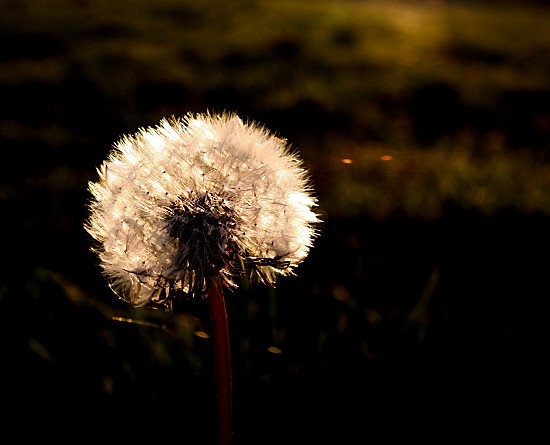 Lwenzahn-Pusteblume