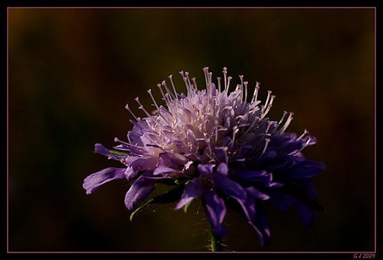 Acker-Witwenblume