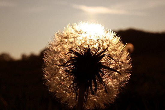 Lwenzahn-Pusteblume