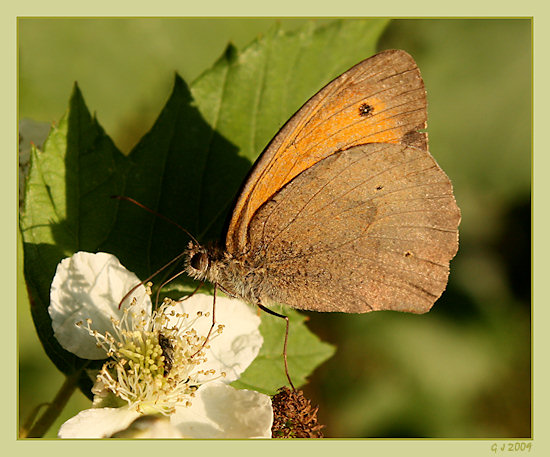 Groes Ochsenauge