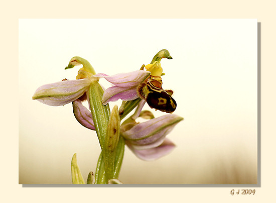 Bienen-Ragwurz