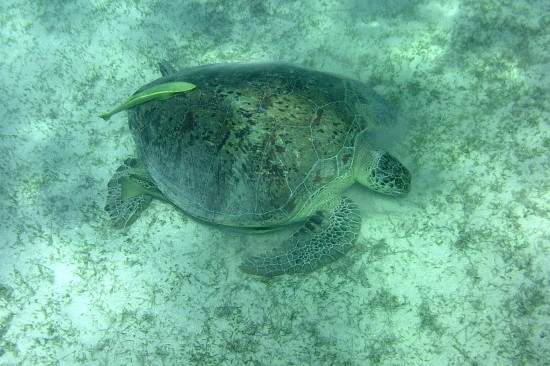 Echte Karettschildkr�te