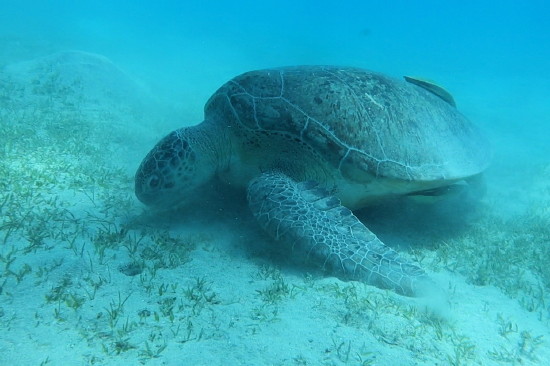 Echte Karettschildkr�te