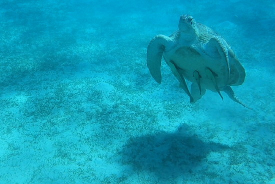 Echte Karettschildkr�te