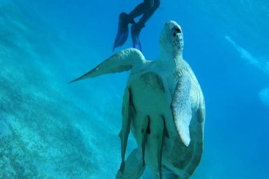 Echte Karettschildkr�te