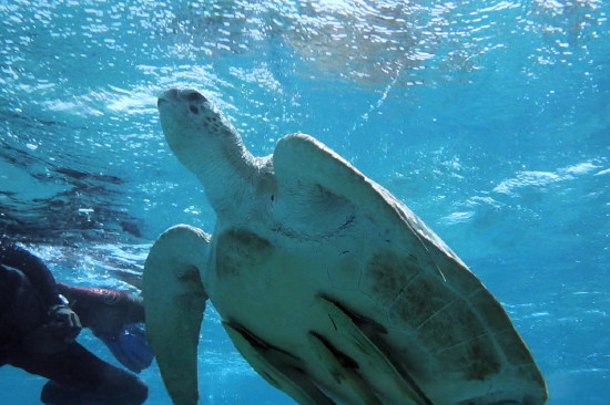 Echte Karettschildkr�te