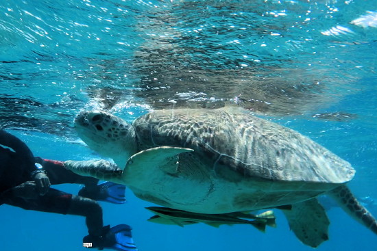 Echte Karettschildkr�te