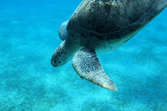 Echte Karettschildkr�te