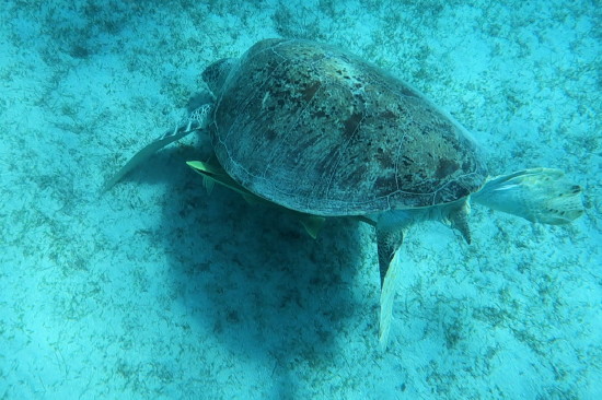 Echte Karettschildkr�te