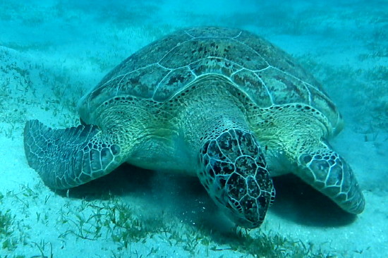 Echte Karettschildkr�te