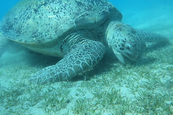 Echte Karettschildkr�te