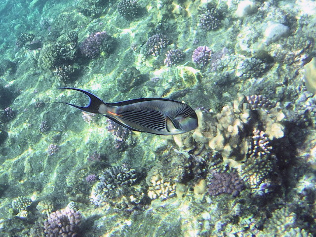 Echte Karettschildkr�te