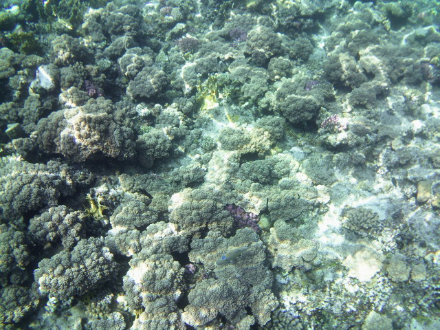 Echte Karettschildkr�te