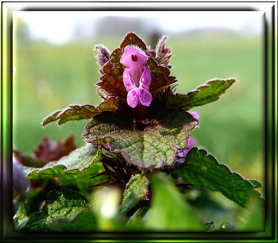 Rote Taubnessel