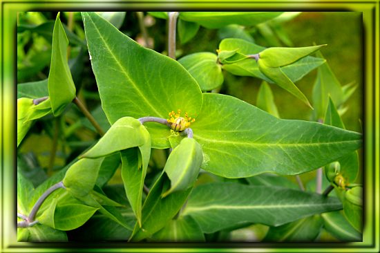 Kreuzblttrige Wolfsmilch (Euphorbia lathyris)