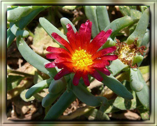 Rote Mittagsblume