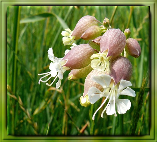 Taubenkropf-Leimkraut
