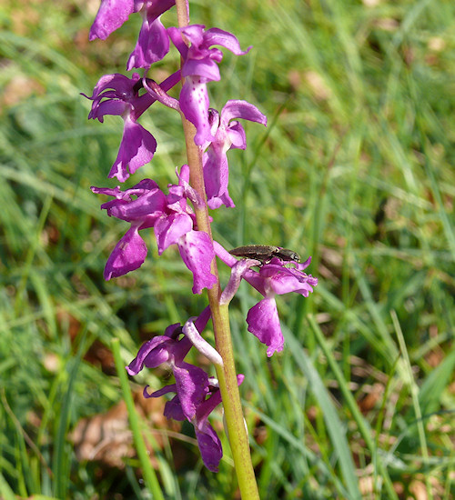 M&auml;nnliches Knabenkraut