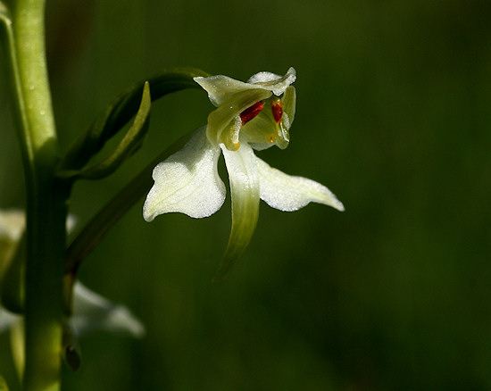 Wei&szlig;e Waldhyazinthe
