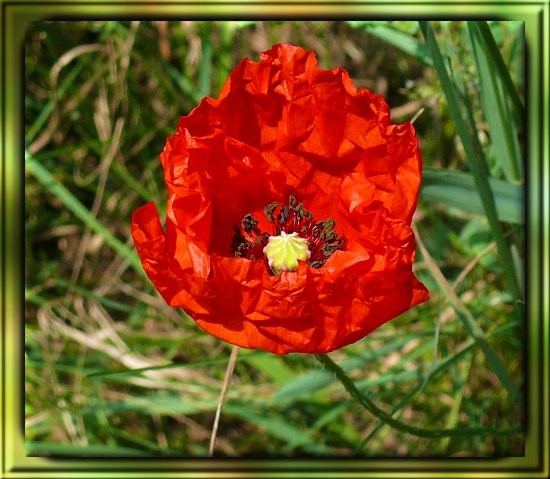 Klatsch-Mohn